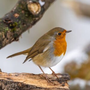 Décryptage du langage des oiseaux (14 juin)